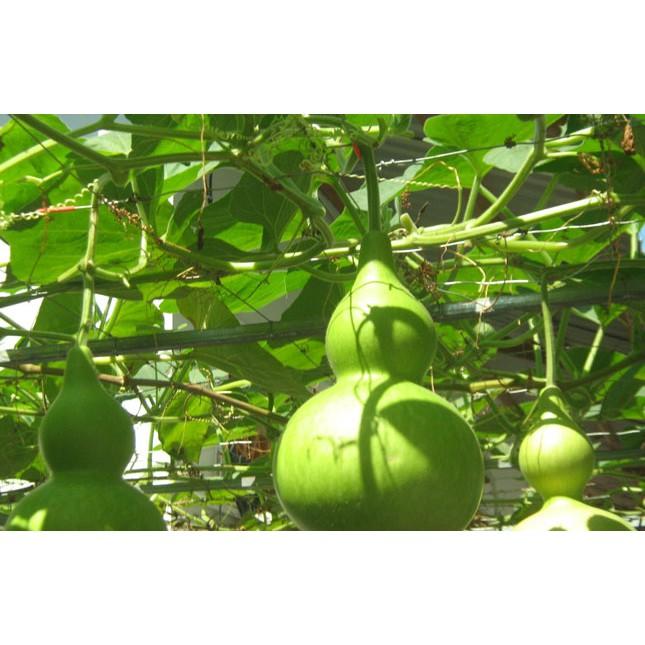 Gói 1g hạt giống bầu hồ lô