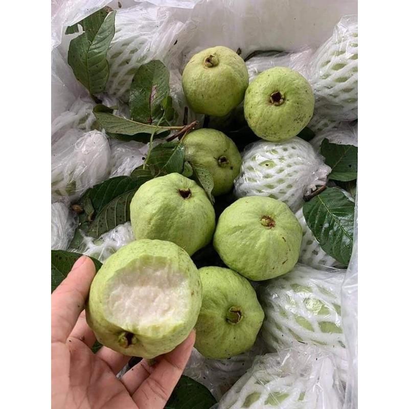 ỔI NỮ HOÀNG KHÔNG HẠT GHÉP MẮT NHANH CHO QUẢ
