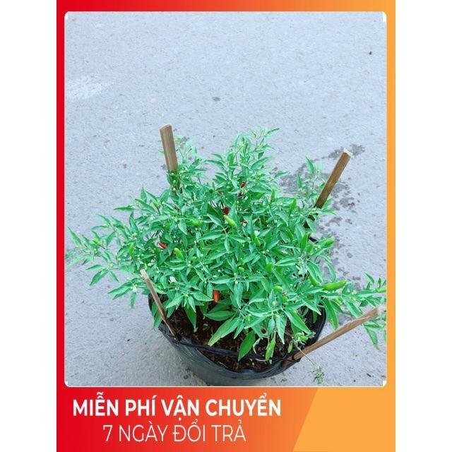 Bụi Ớt Hiểm