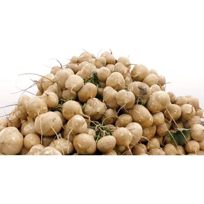 Củ Đậu thơm ngon mát lành - chỉ giao HN