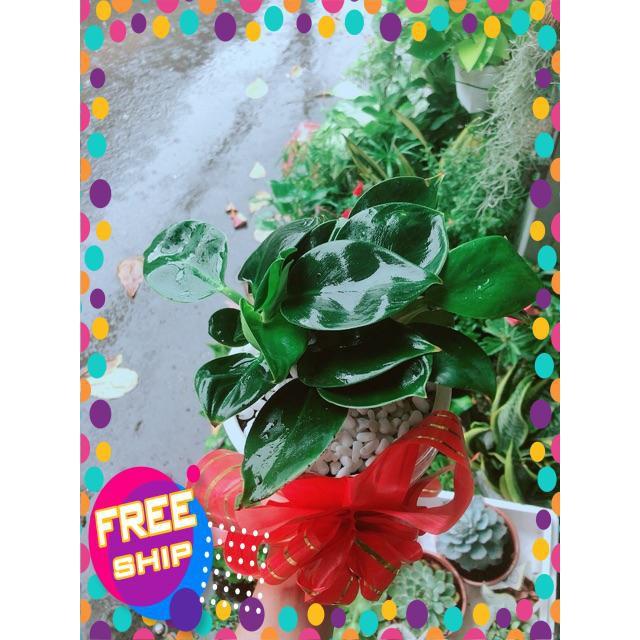Chậu Trầu Bà Đế Vương Xanh
