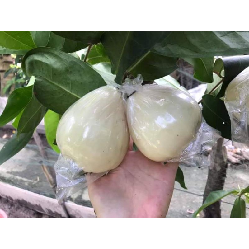 Cây Mận Trắng Sữa - Giống cây trồng cây ăn trái