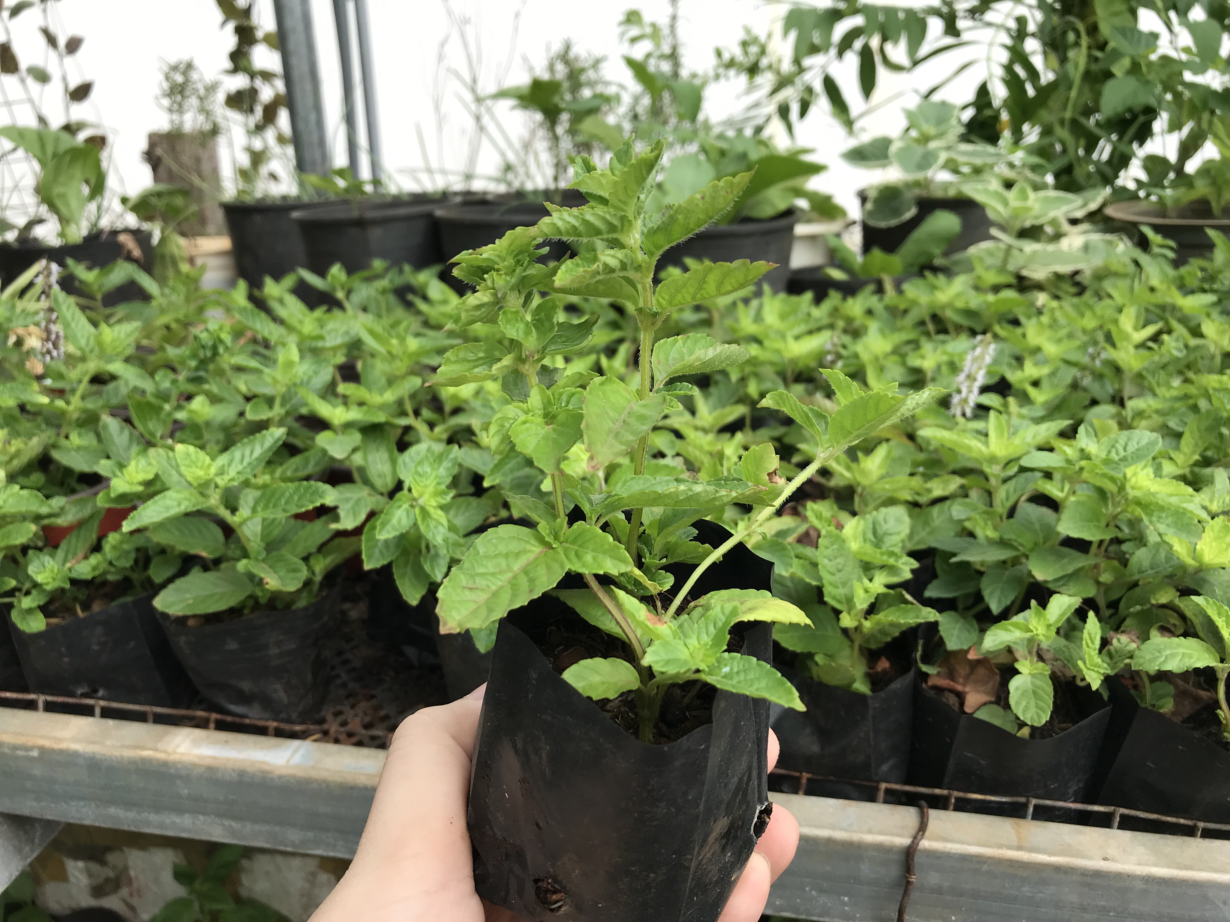 Hạt giống cây sương sáo- gói 100 hạt