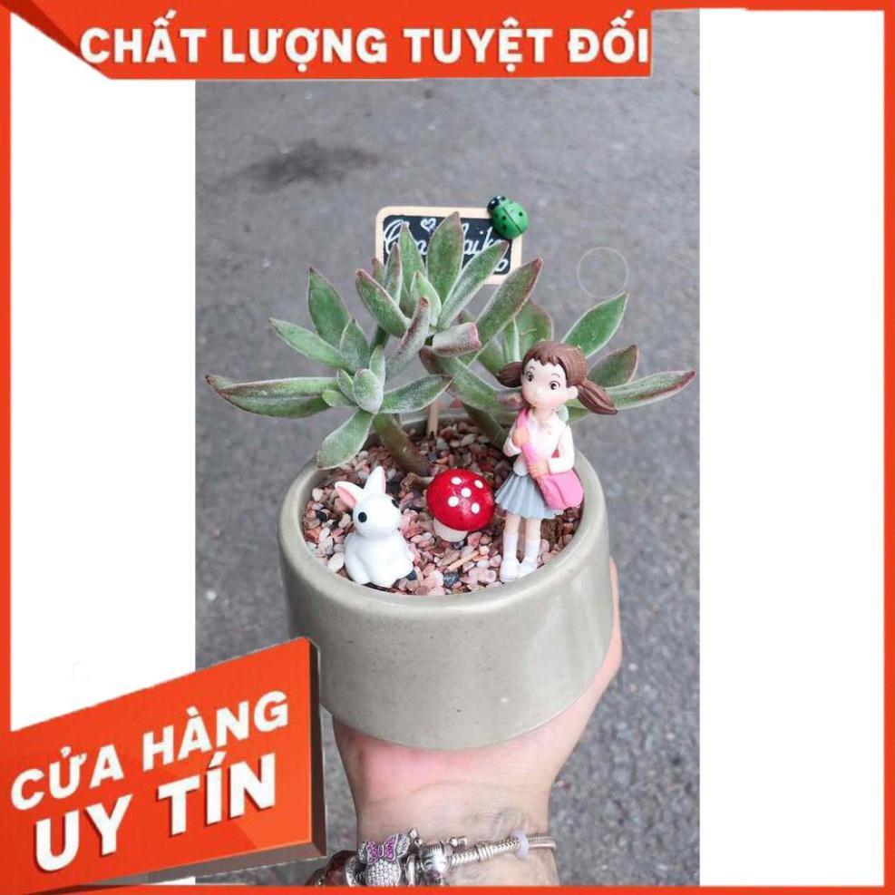 Chậu sen đá tiểu cảnh Nhiều Người Mua