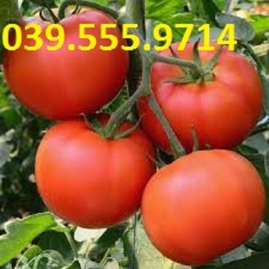 Hạt giống Cà Chua Vô Hạn – 0.5gram