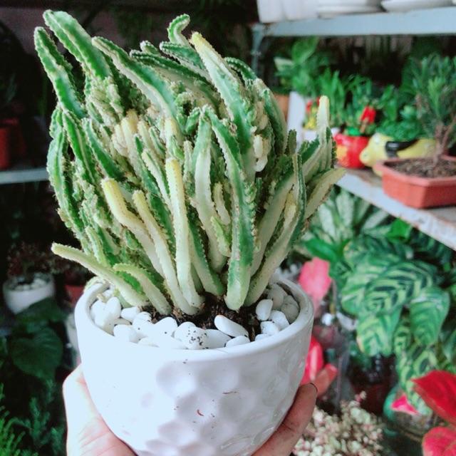 Chậu Cây Xương Rồng Thanh Sơn