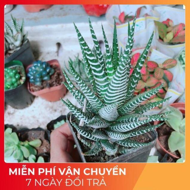 Chậu Móng Rồng