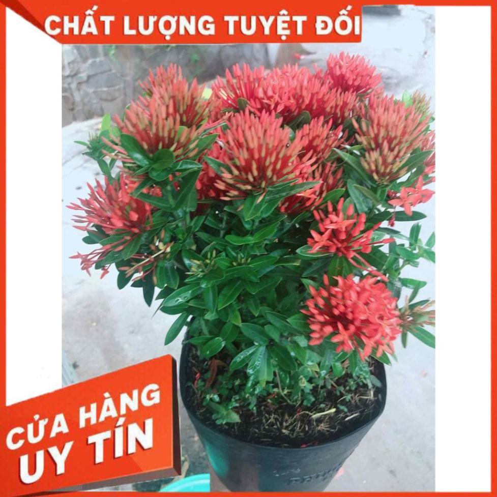 Chậu hoa trang thái Nhiều Người Mua