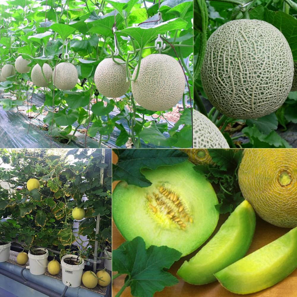 Combo 4 gói hạt giống dưa dễ trồng  Kèm gói kích mầm hạt