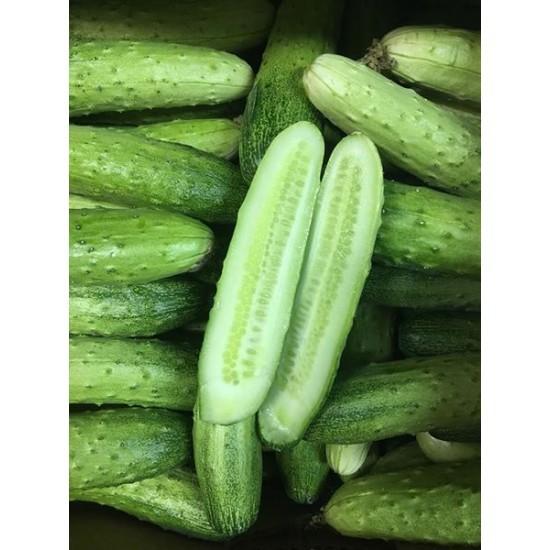 Combo 5 gói hạt giống dưa chuột mix loại – tặng 1 gói kích mầm