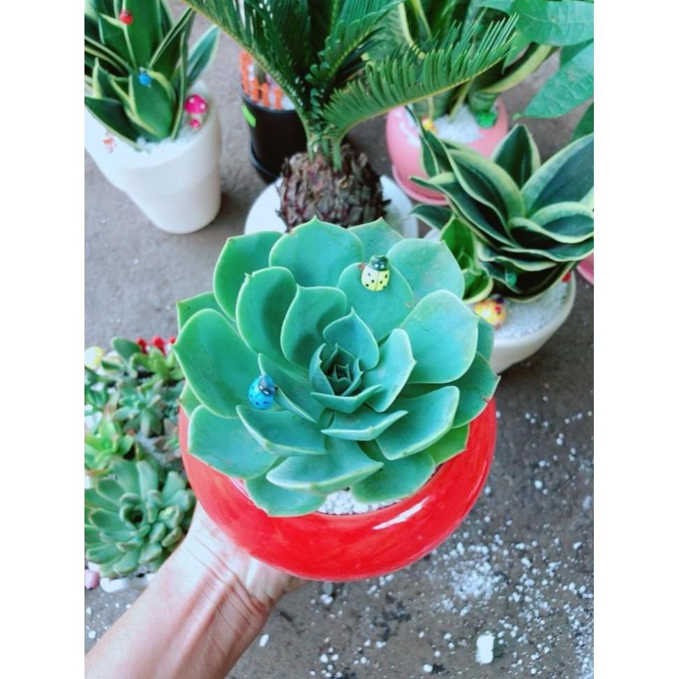 Chậu cây sen đá xanh đất Bán Chạy