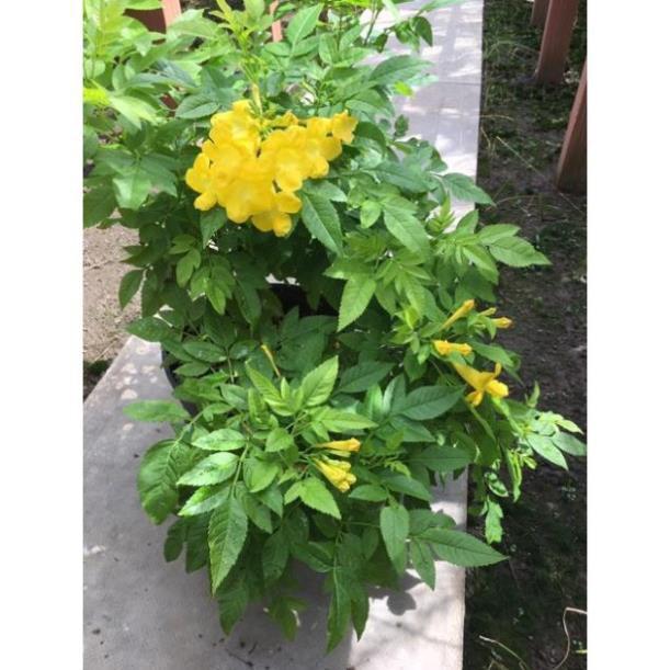 Cây hoa chuông vàng