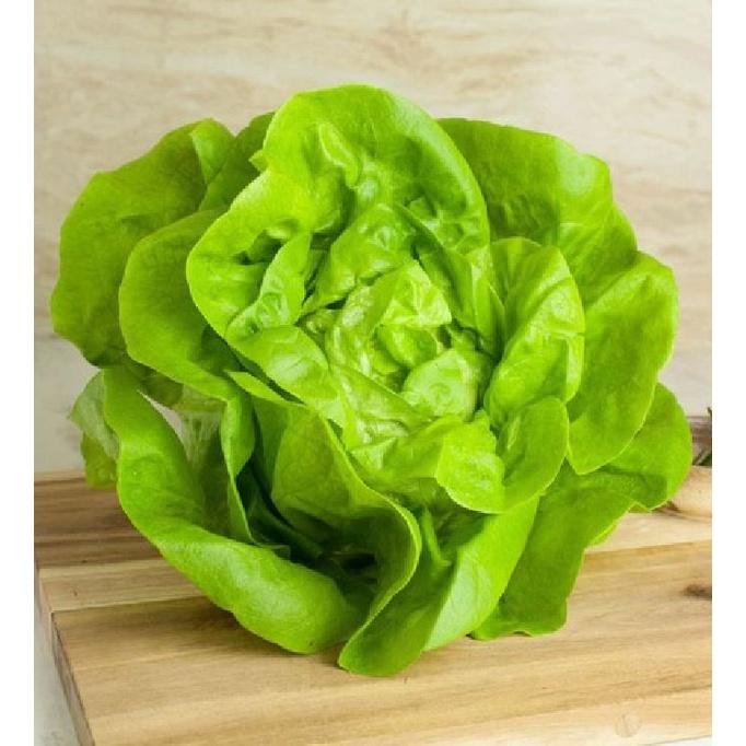 Hạt giống rau xà lách đăm xanh cao sản CT101 - Gói 2gram