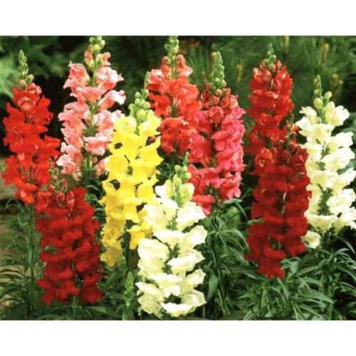 100h Hạt Giống Hoa Mõm Sói Mix Màu
