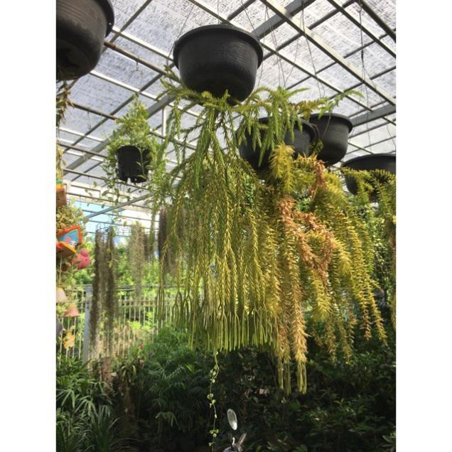 Cây râu rồng