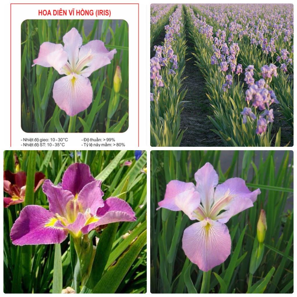 Hạt Giống Diên Vĩ Hồng  CT521 - Gói 10 hạt