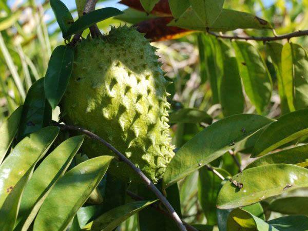 Cây giống Mãng cầu xiêm Thái THỰC SINH.