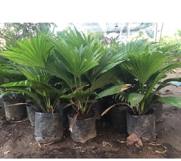 Cây cọ cảnh, giống cọ cảnh, cây to tán rộng gốc đẹp
