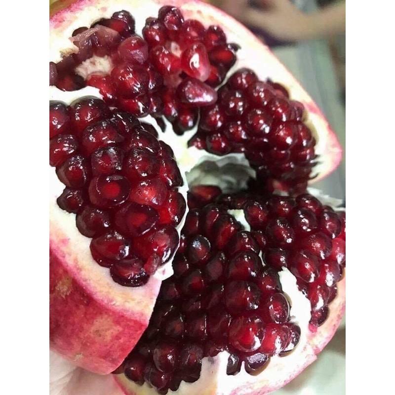 Lựu lùn siêu sớm Ấn Độ.