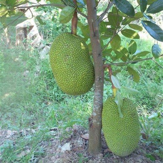 Cây MÍT THÁI SIÊU SỚM ghép, siêu quả thơm