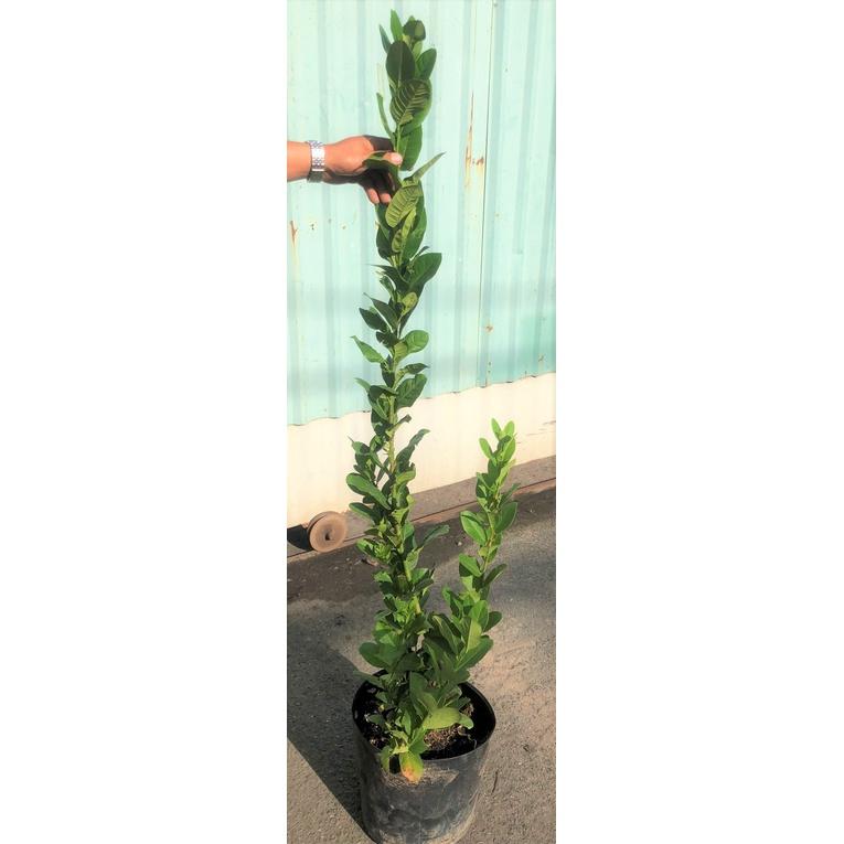 Cây chanh Mỹ chiết canh cao 120 cm giống trái to