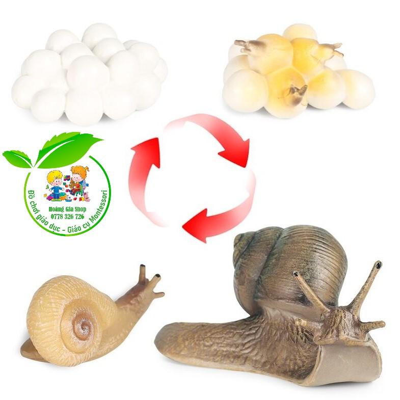 Mô hình vòng đời của ốc sên - Snail Life Cycle