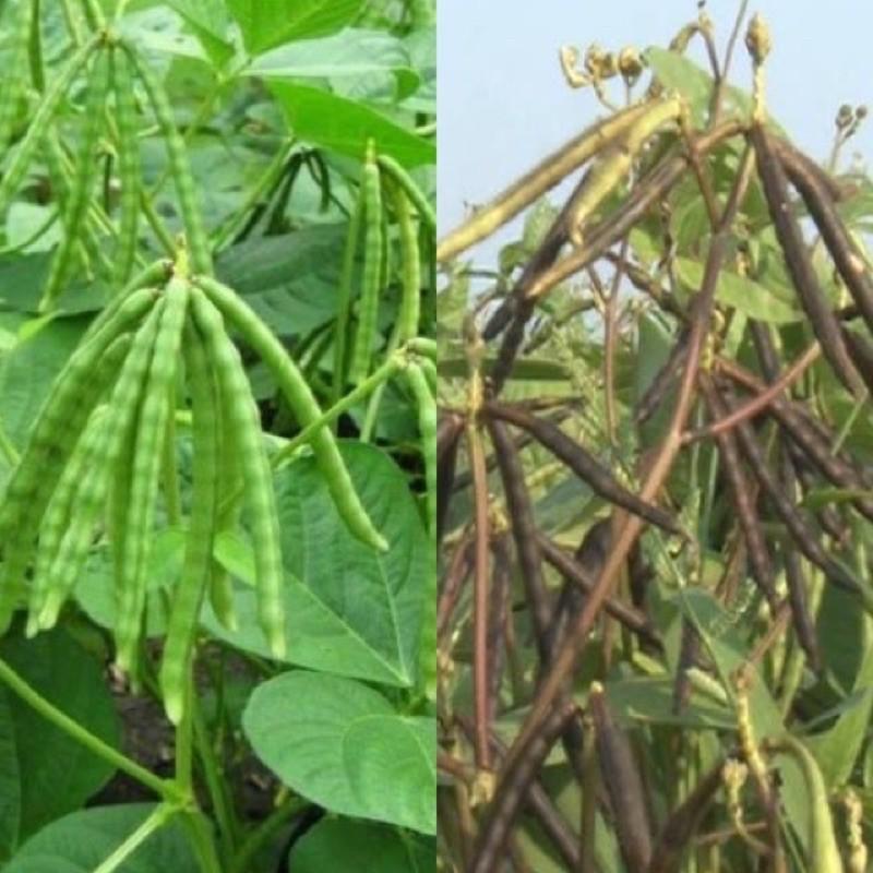 HẠT GIỐNG ĐẬU XANH CAO SẢN DX-208