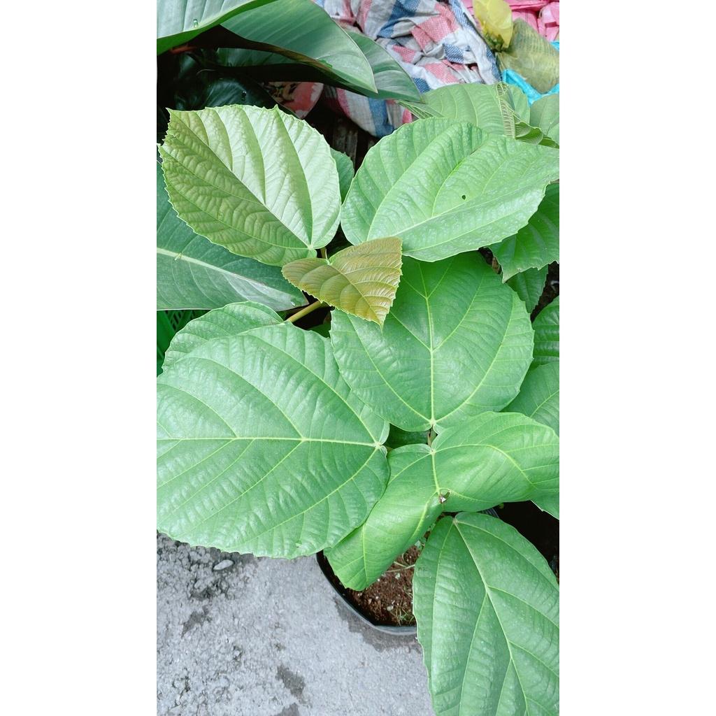 Cây Vả Cao 50cm