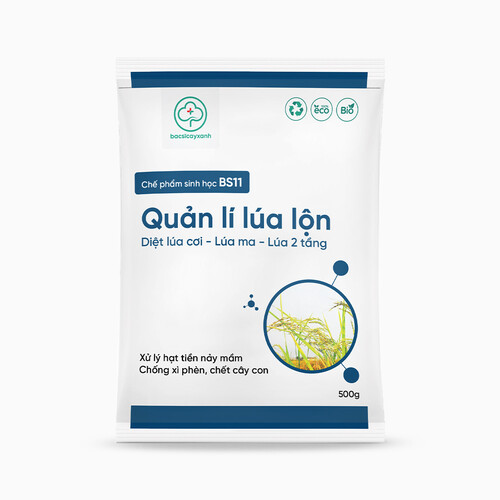 Chế phẩm xử lý lúa lộn, lúa cỏ, lúa 2 tầng, chống xì phèn, chết cây con BS11 Quản lý lúa lộn 500g NSX Bacsicayxanh