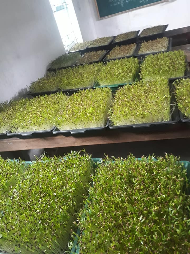 10 Khay trồng rau mầm rau ăn lá giá rẻ - khoan lỗ