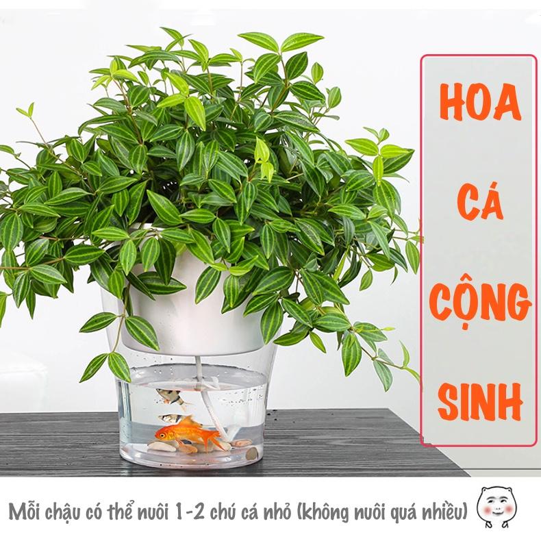 Chậu cây để bàn Oliz W0 Clear. Chậu trồng cây có chức năng tự tưới nước cho cây. Trang trí văn phòng, bàn làm việc
