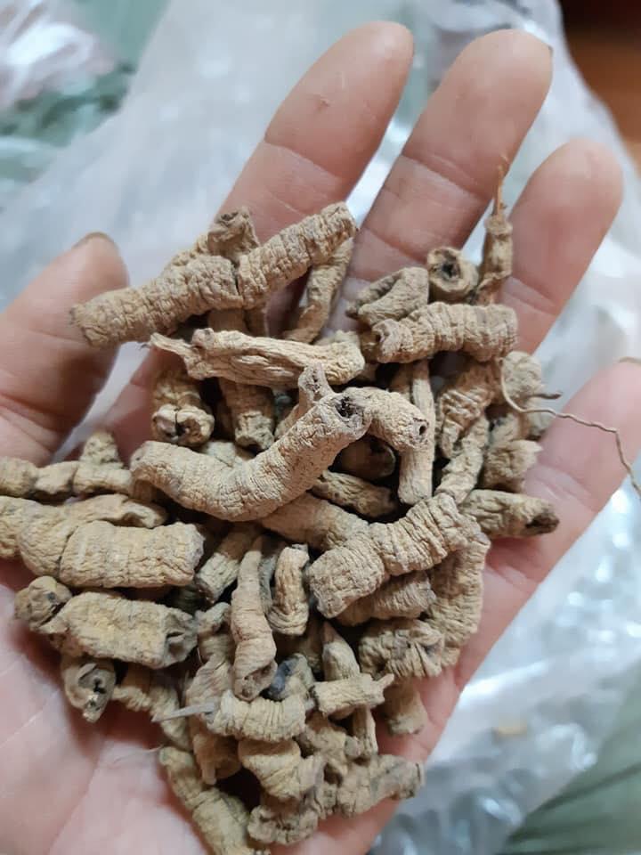 Cây Ba kích tím quảng ninh - Khô tách lỏi 500gr