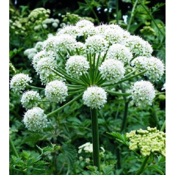 Hạt giống Cây Dược Liệu Bạch chỉ - Gói 50 Hạt/tặng kèm gói phân bón lót