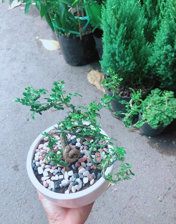 Chậu Cây Cần Thăng