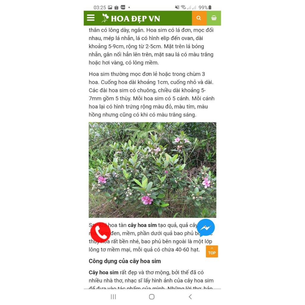 Sim ăn quả cây nhỡ