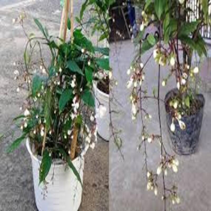 COMBO 2 BẦU CÂY GIỐNG " Dạ Ngọc Minh Châu " – hoa chơi tết mang lại tài lộc