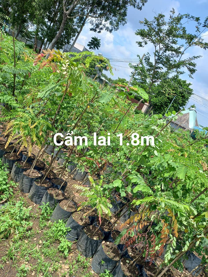 1KG Hạt giống cẩm lai rừng