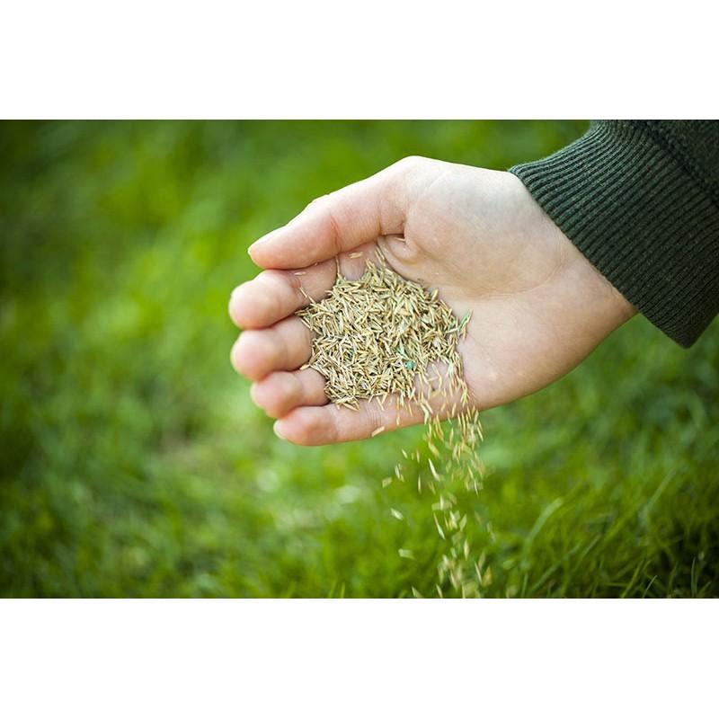 Hạt Cỏ Thảm Nhung Nhật 100g - Cỏ trồng trang trí sân vườn, dễ trồng và chăm sóc - Cỏ Thảm Cảnh