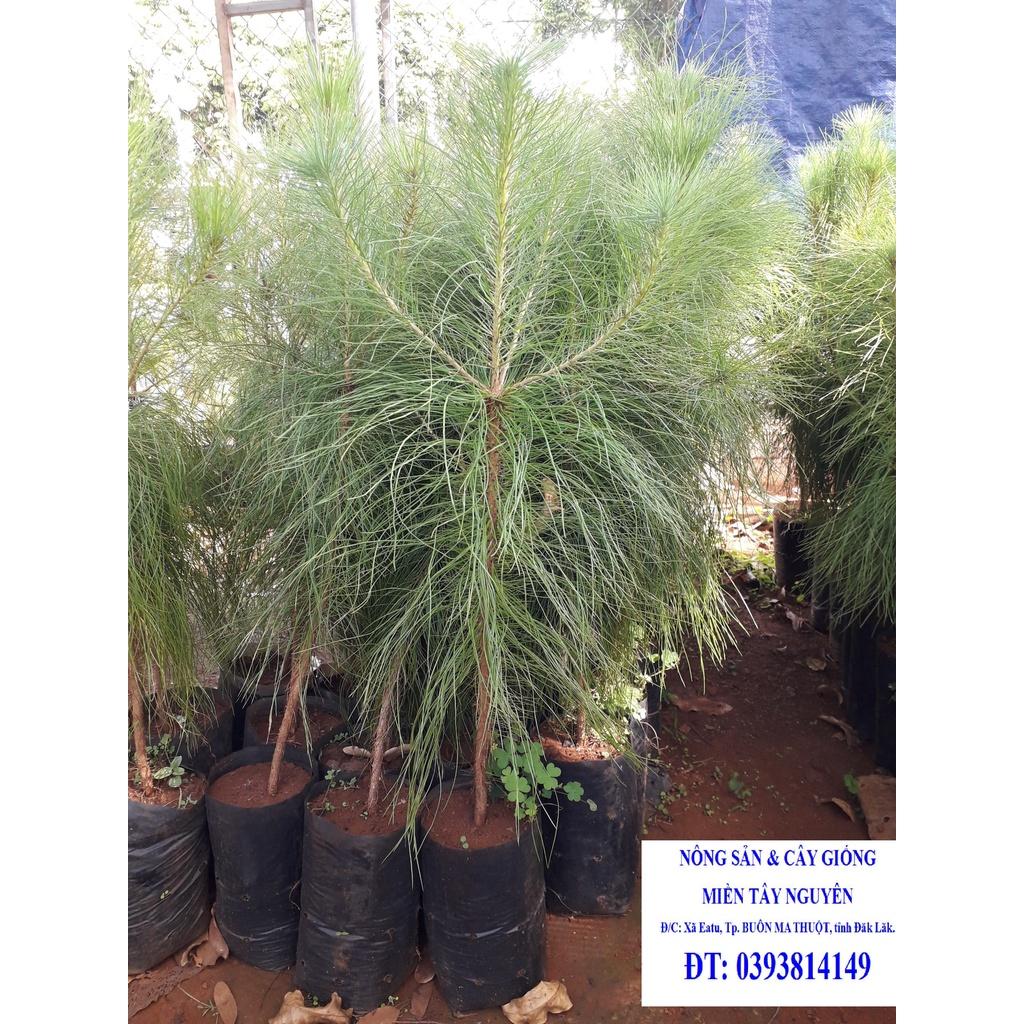 CÂY GIỐNG THÔNG 3 LÁ