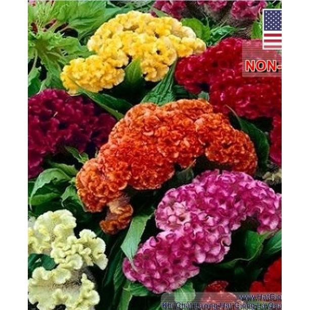 Combo 5 gói hoa mào gà búa mix - kèm gói kích thích hạt nảy mầm
