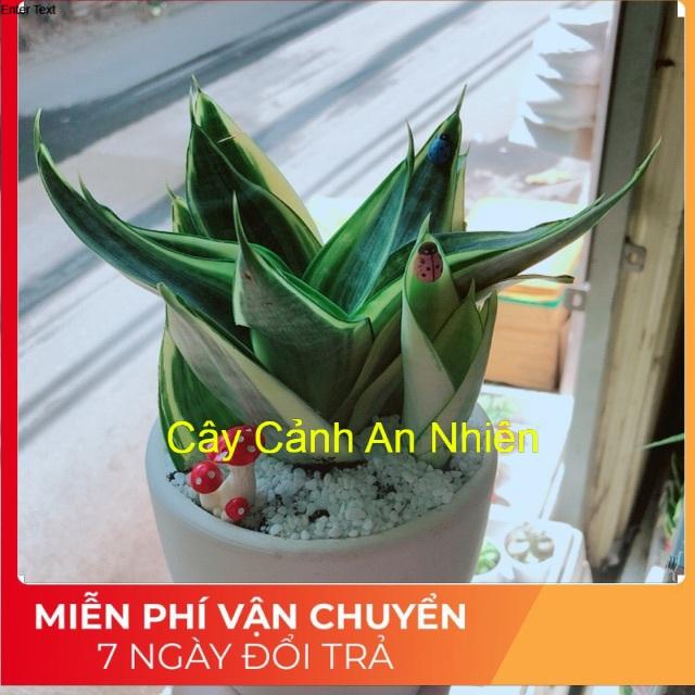 Chậu lưỡi hổ thái kèm nấm đỏ