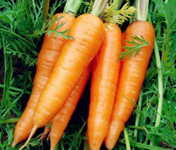 Hạt giống cà rốt