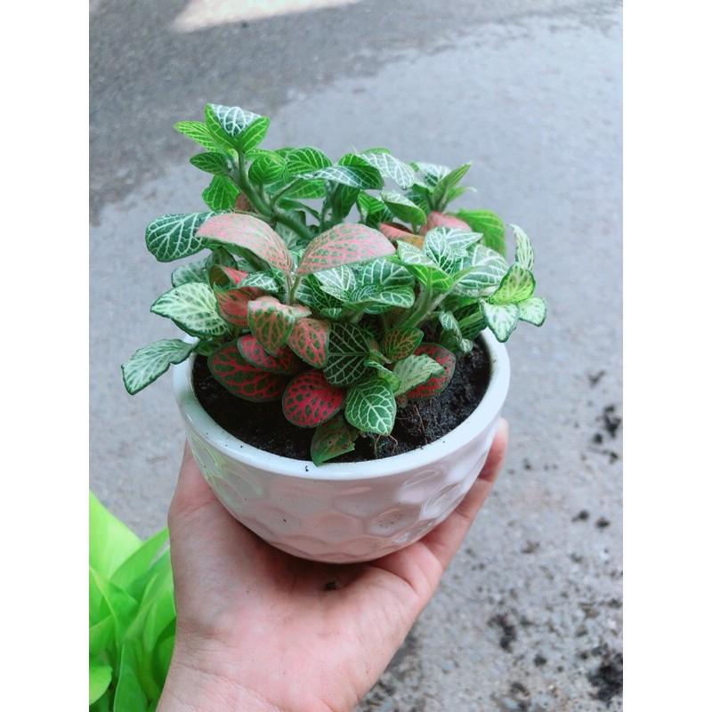 Chậu Cây Cẩm Nhung