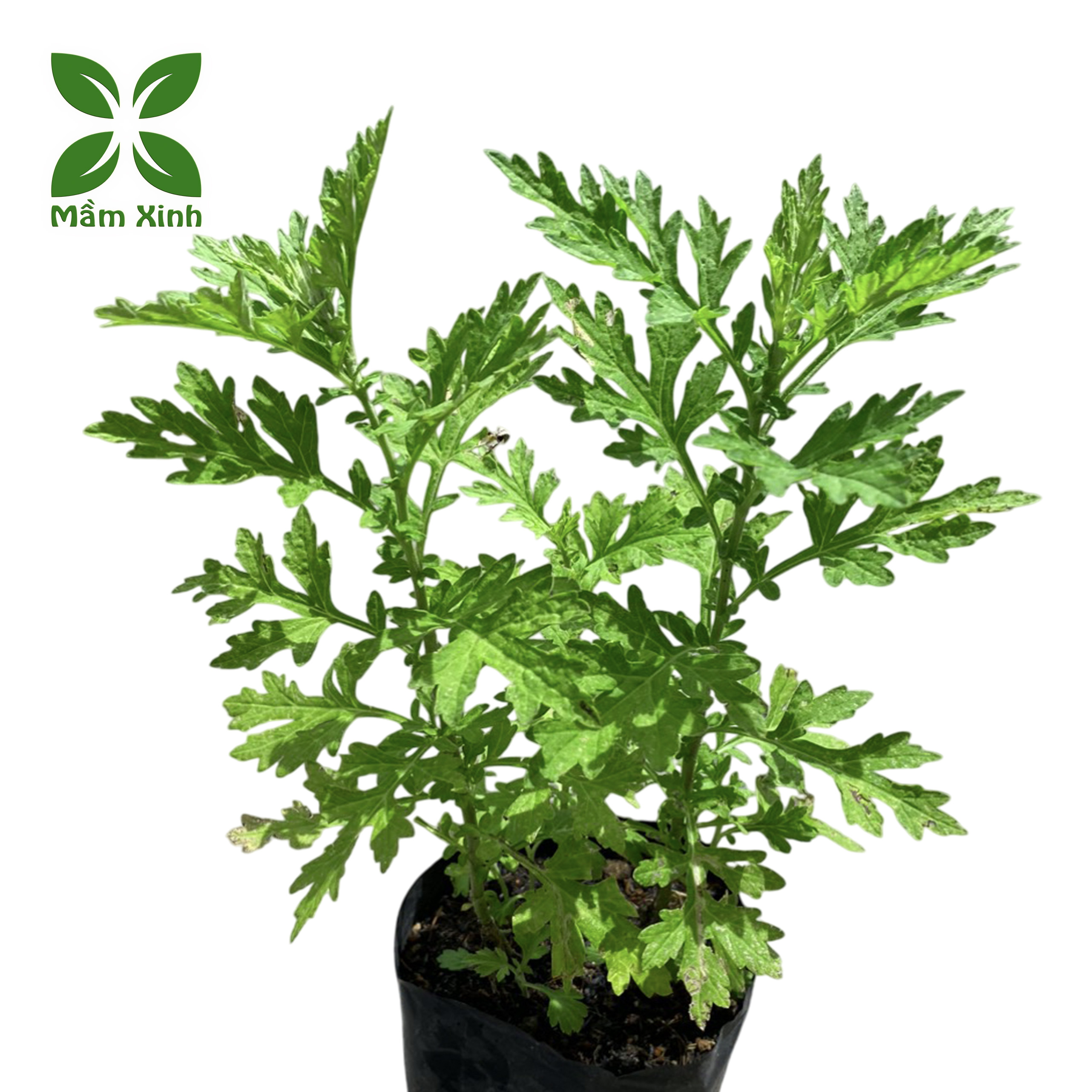Cây Ngải Cứu (Chậu 3 Cây)