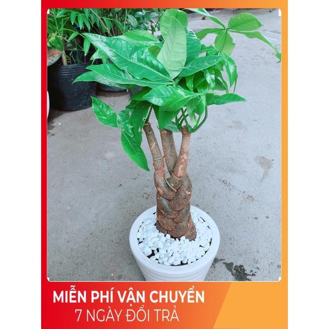 Chậu Kim Ngân 3 Thân Thắt Bính