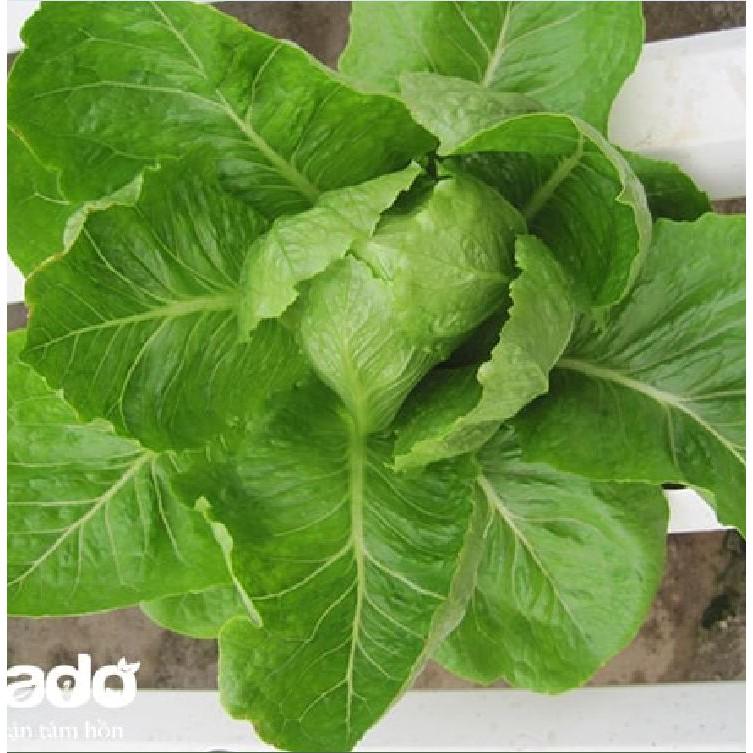 Hạt giống xà lách Romain xanh - 0.2gr/gói