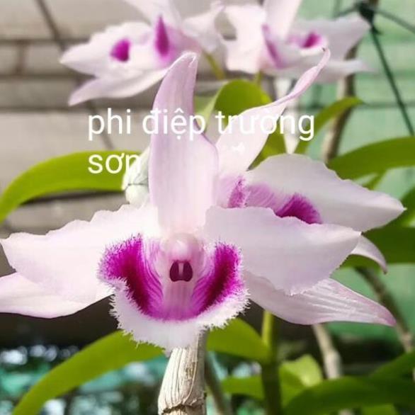 Hoa phong lan phi điệp trường sơn