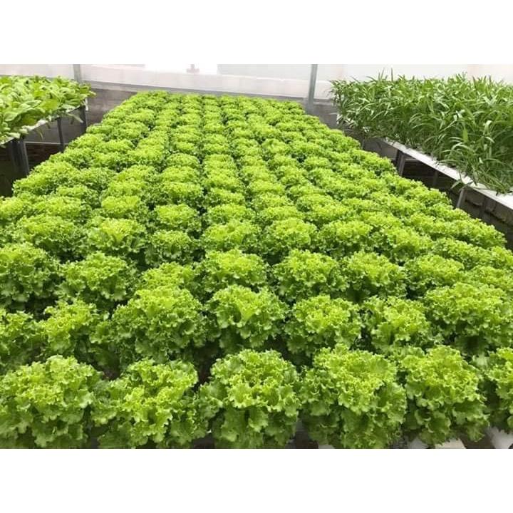 10gr Hạt giống Xà Lách Xoăn Xanh Mỹ - Dễ trồng