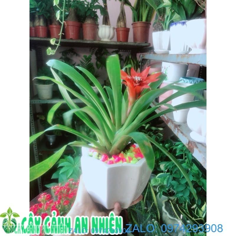 Chậu Phong Lộc Hoa