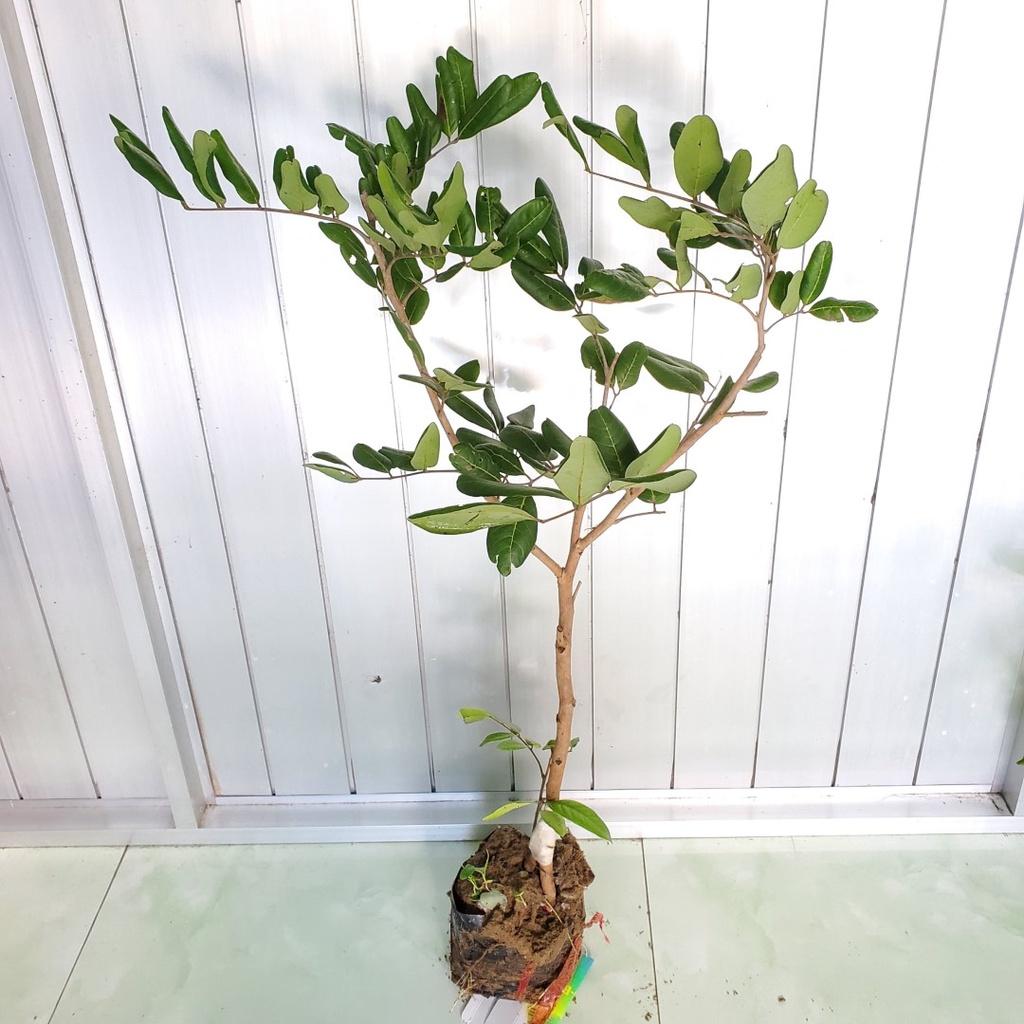 Cây Giống Nhãn Xuồng Cơm Vàng__Ghép chui cành, cao 80-100cm trồng chậu được nhanh cho trái